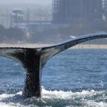 Whale Argos Forum