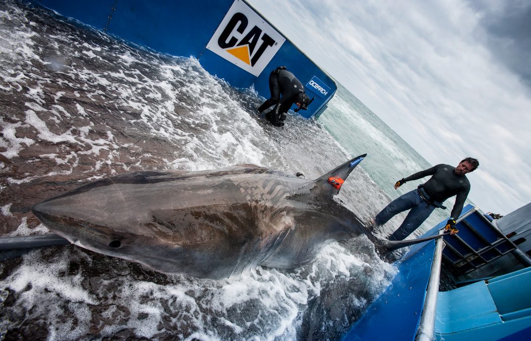 White sharks in eddies and meanders