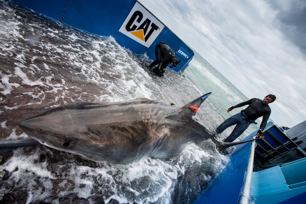 White sharks in eddies and meanders