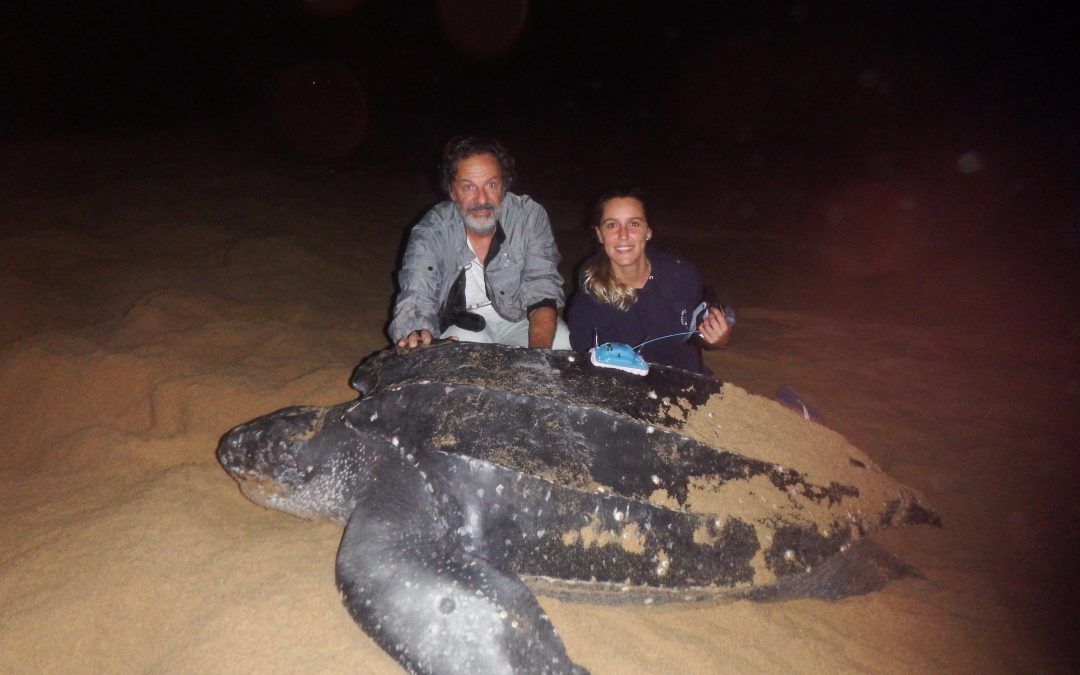 Tracking turtles to inform conservation