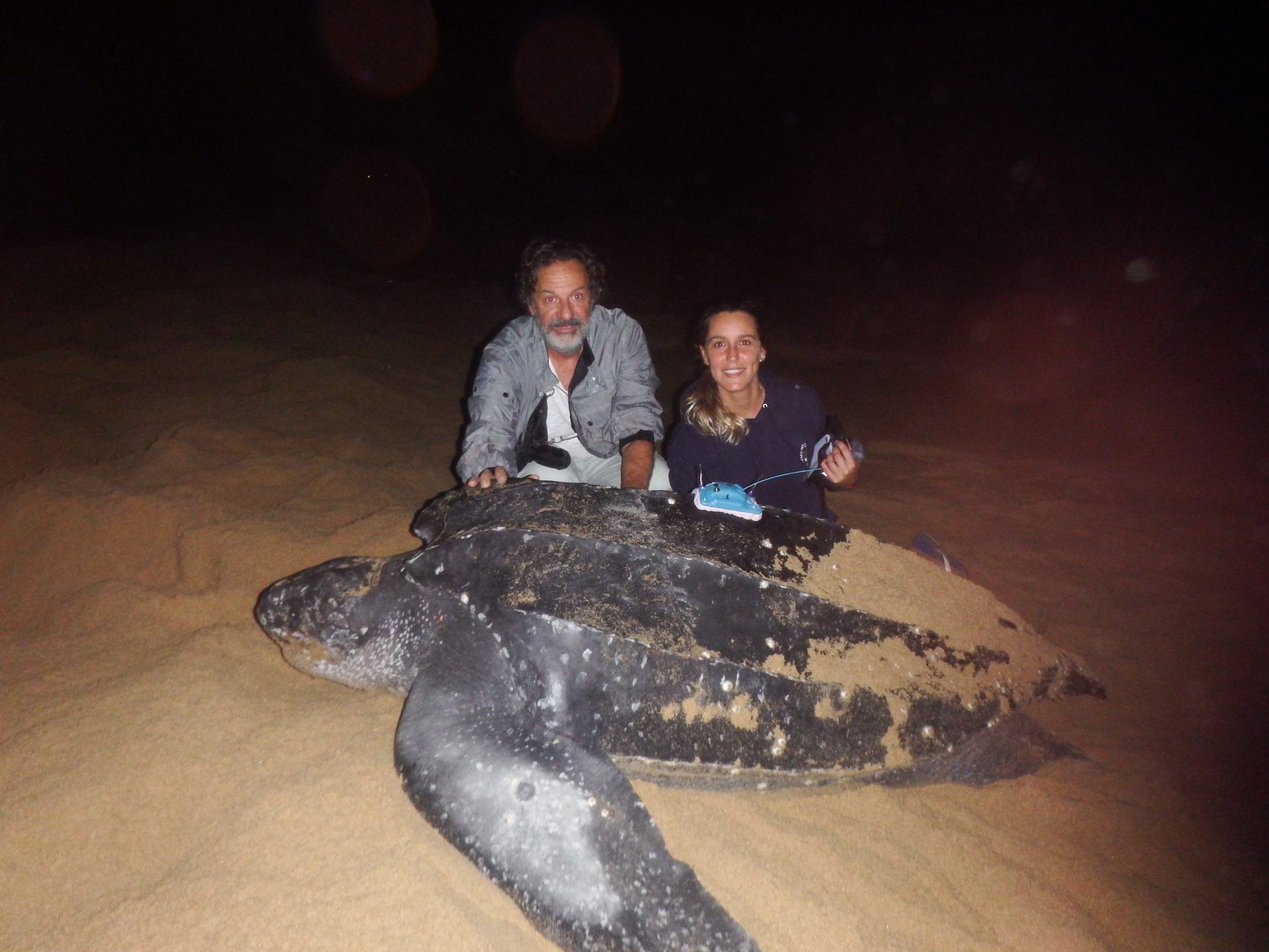 Tracking turtles to inform conservation