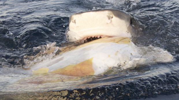 Tiger shark feeding follows by satellite tag