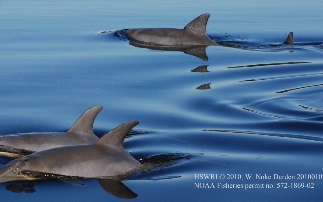 Tracking bottlenose dolphins by night in narrow channels