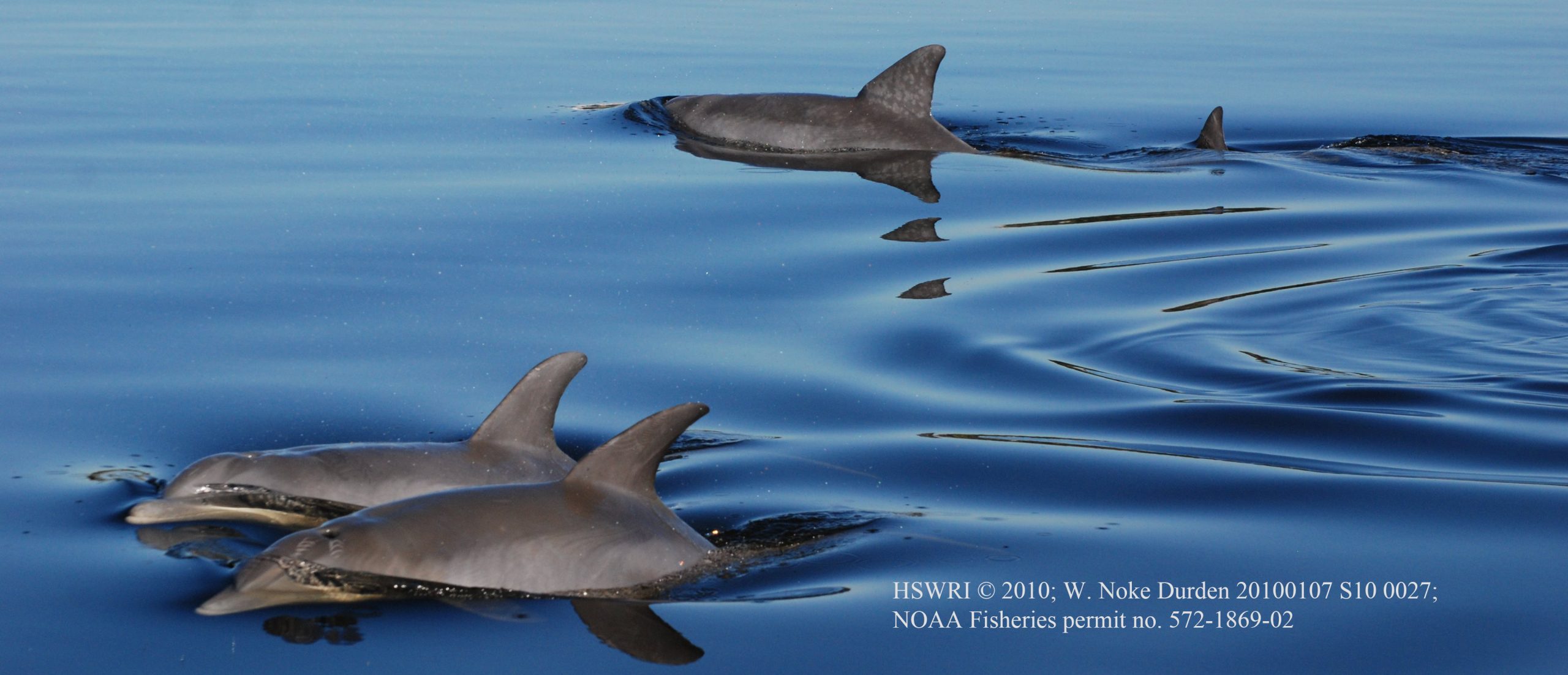 A pod of bottlenose dolphins. Wendy Noke Durden, under research permit 998-1678 and 14352 from NOAA/NMFS A pod of bottlenose dolphins. Wendy Noke Durden, under research permit 998-1678 and 14352 from NOAA/NMFS