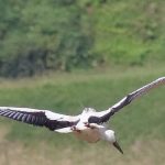 An oriental white stork with a microwave's GPS Argos PTT