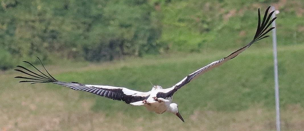 An oriental white stork with a microwave's GPS Argos PTT