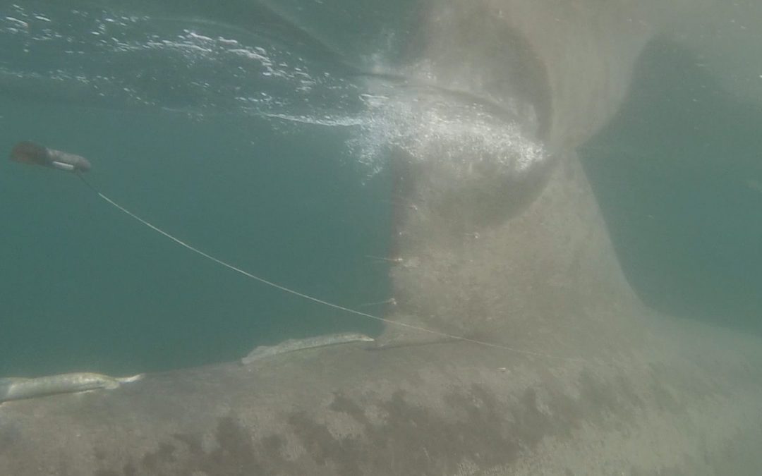 Basking sharks’ long journeys between Brittany and Cape Verde