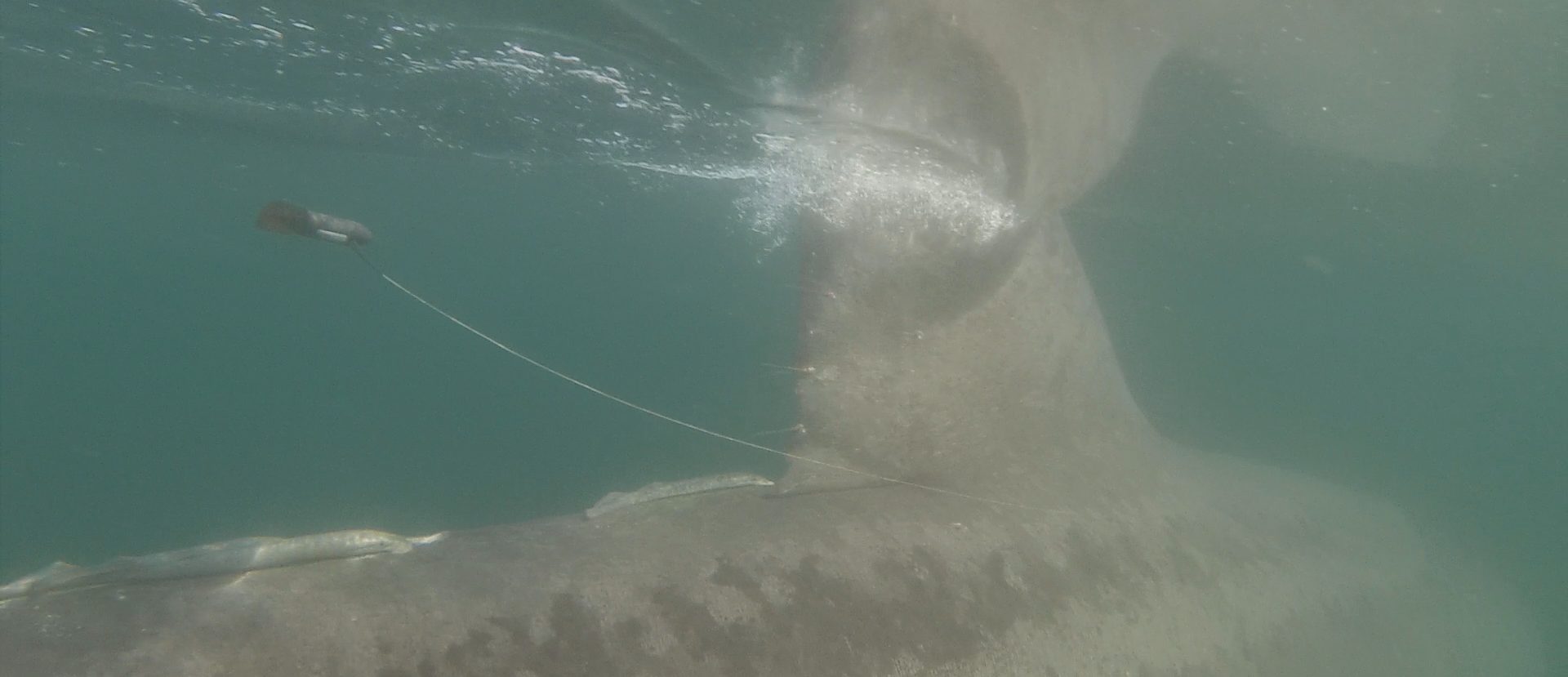 Marie B basking shark with a tag in trail (© Y. Massey-APECS)