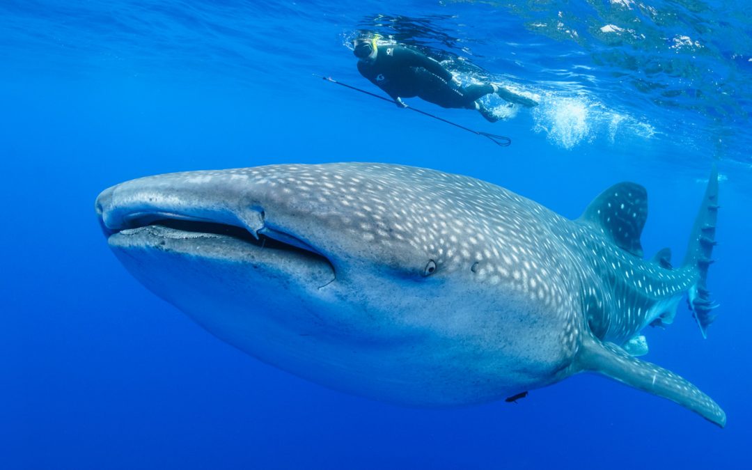 Whale sharks near Saint Helena Island, Atlantic Ocean