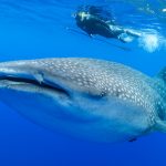 whale shark