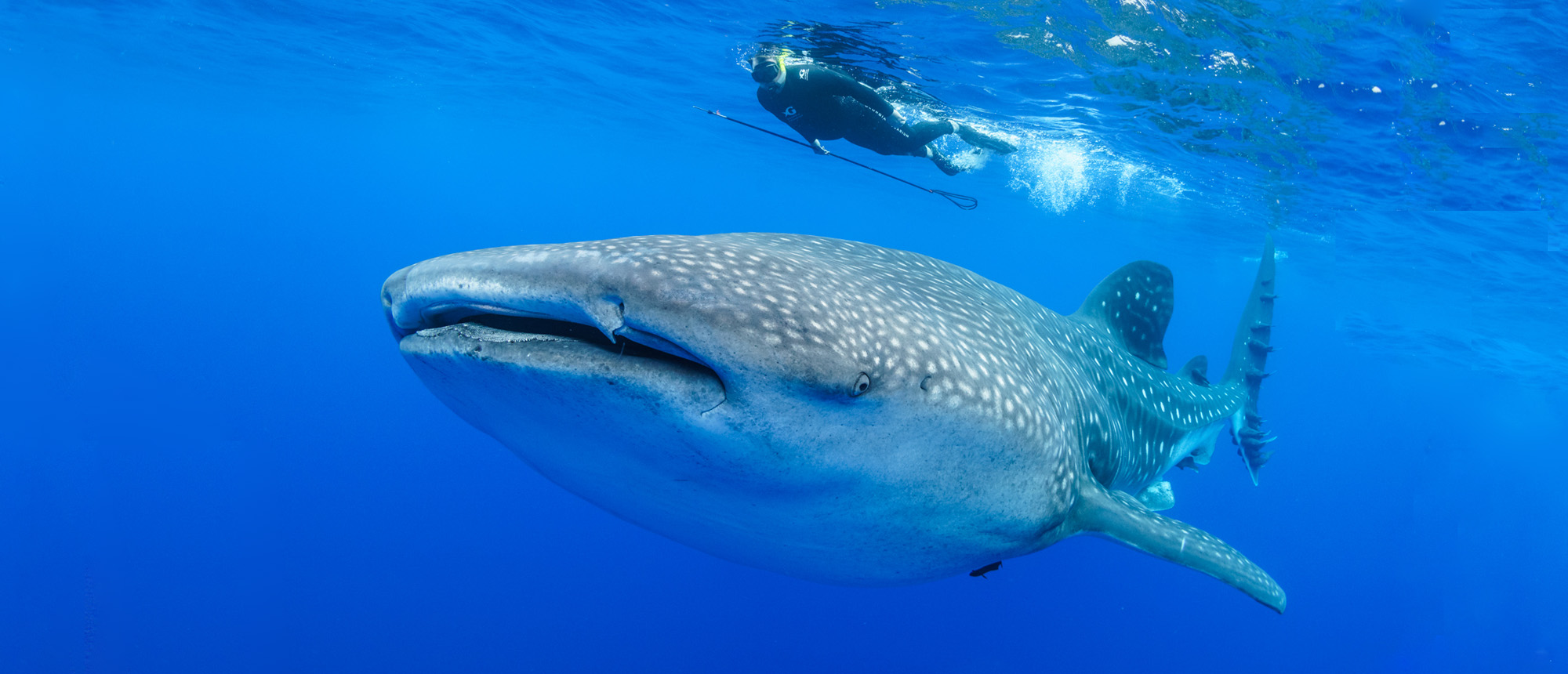 Whale sharks near Saint Helena Island, Atlantic Ocean