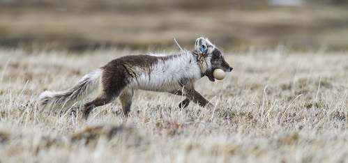 Unlocking the mysteries of the Arctic fox