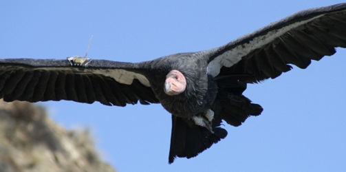 Argos key tool for monitoring the reintroduction of California condors