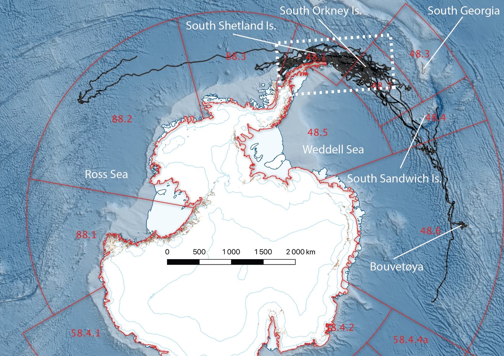 Argos satellite telemetry tracks from the 20 male Antarctic fur seals between 1st January and 8th December 2016