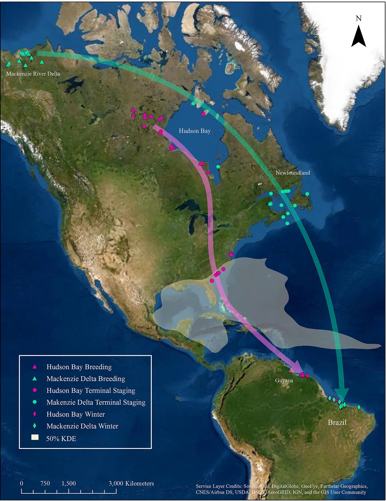 Schematic routes for both whimbrel populations