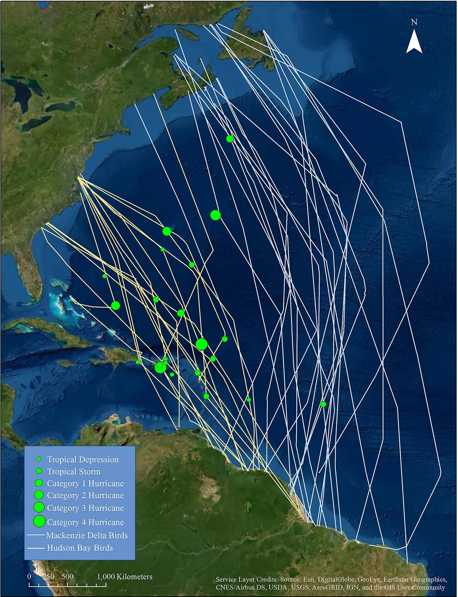 Individual tracks of whimbrels during fall migrations from Mackenzie Delta and Hudson Bay populations