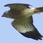 A Chinese Sparrowhawk in flight (credit A. J. Pierce)
