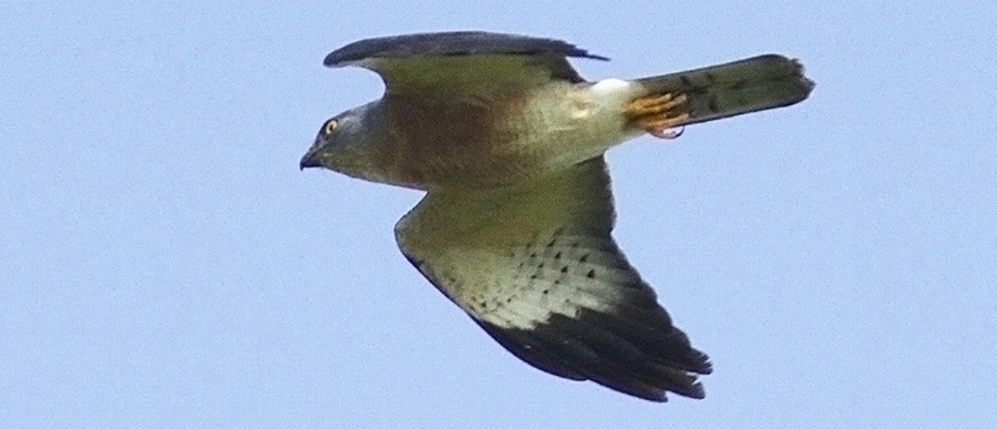 Chinese and Japanese sparrowhawks fly over the East-Asian continent