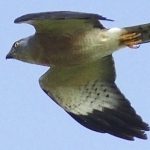 A Chinese Sparrowhawk in flight