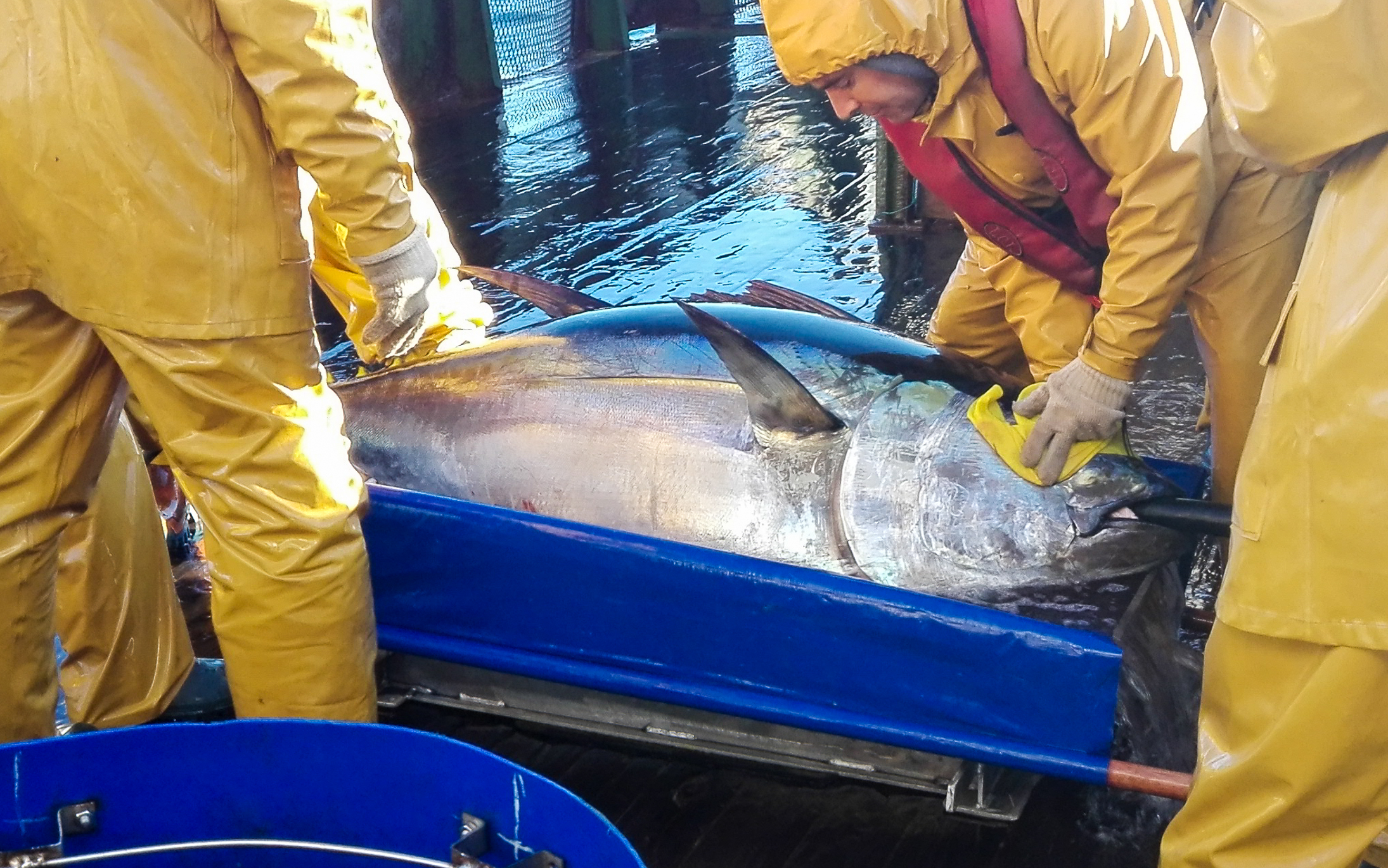Tropical tuna tagging Uruguay-P.Miller-2017 Tropical tuna tagging Uruguay-P.Miller-2017