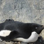 An Adélie penguin with an Argos PTT. (© Louise Emmerson/Australian Antarctic Division)