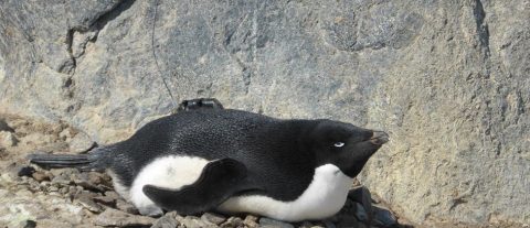Adelie penguin movement analysed in three dimensions - Argos