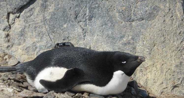 Adelie penguin movement analysed in three dimensions