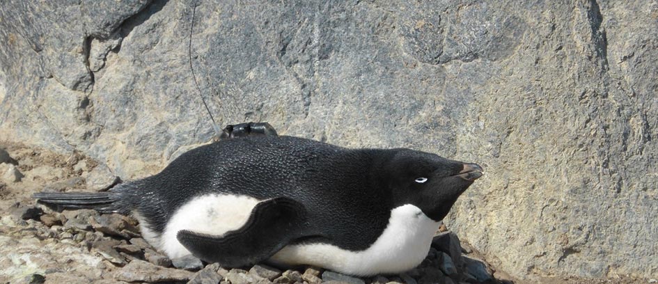 Adelie penguin movement analysed in three dimensions