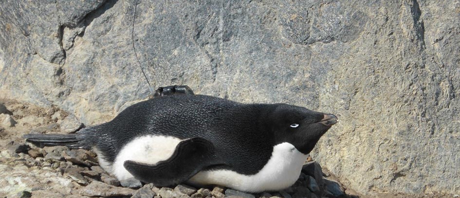 An Adélie penguin with an Argos PTT. (© Louise Emmerson/Australian Antarctic Division)