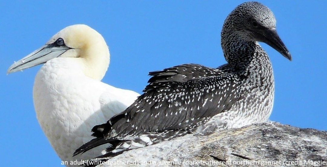 Tracking juvenile northern gannets: post-fledging movements and migration journeys
