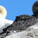 an adult (white-feathered) and a juvenile (dark-feathered) northern gannet