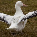 Great albatross equipped with a Centurion beacon, on the island of La Possession, in the Crozet archipelago, in the southern Indian Ocean. Alexandre Corbeau/CEBC/CNRS Photothèque