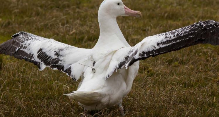 Albatrosses detect illegal fishing boats