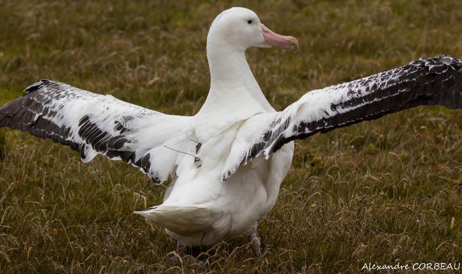 Great albatross equipped with a Centurion beacon