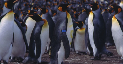 King penguins: Long-distance champion
