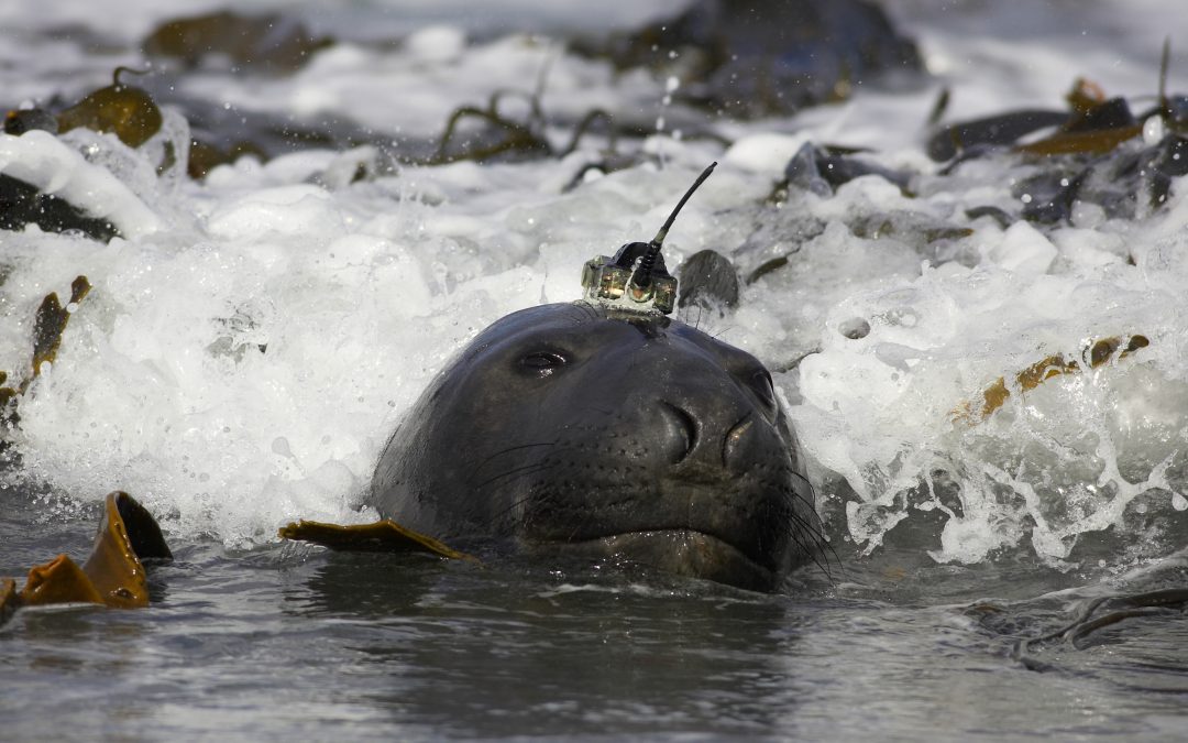 When deep diving seals help us to observe rapidly changing of polar oceans