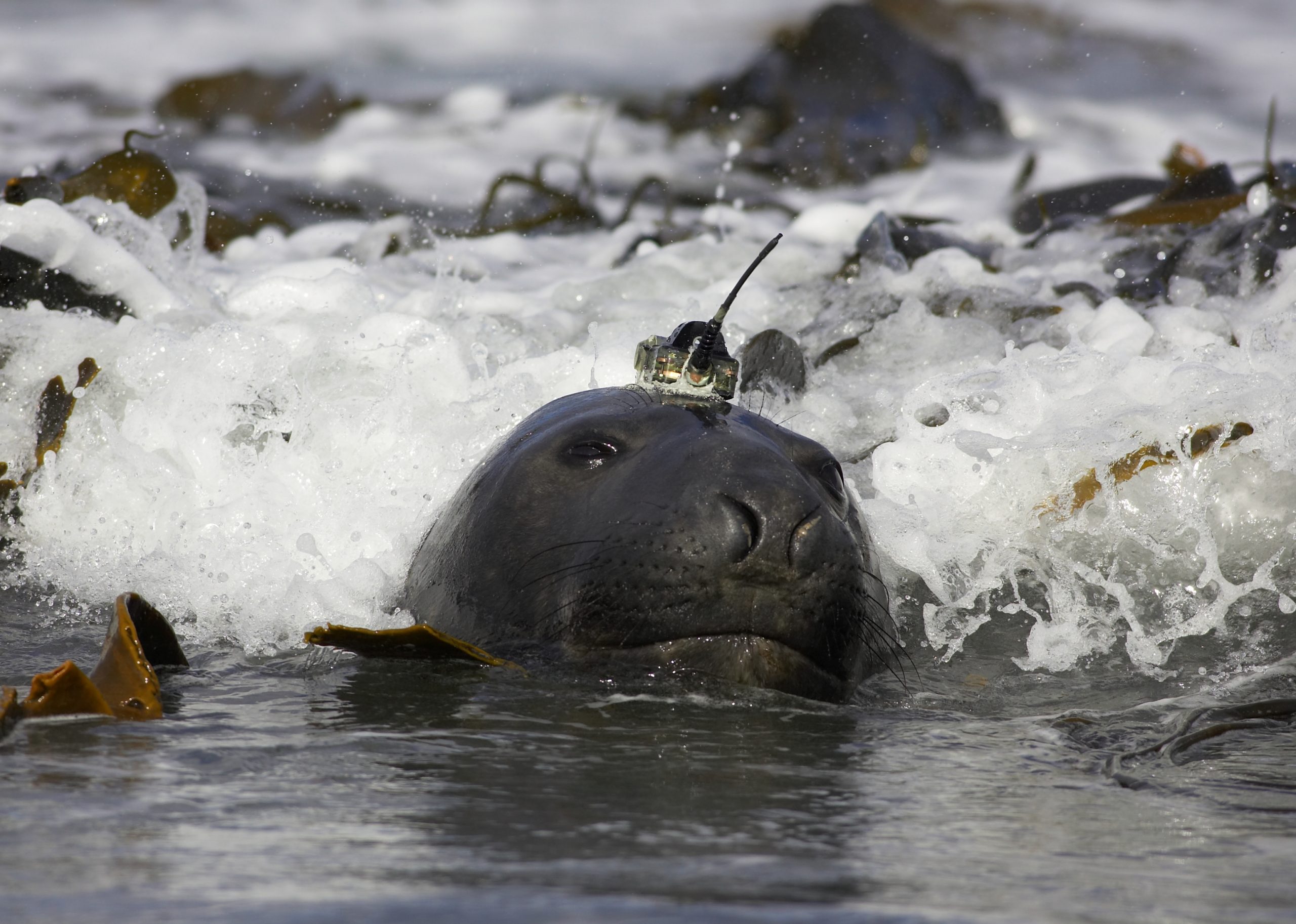 tagged elephant seal christophe guinet