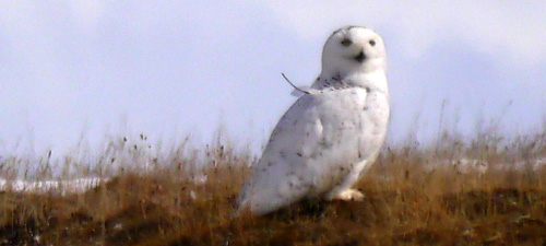 A snowy owl ("Beatrix") with tag, on Bylot Island (Credits U. Laval)