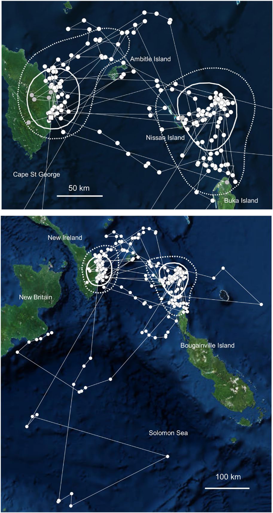 Movements of a tracked Becks Petrel tagged between the 26th April and 26th August 2017