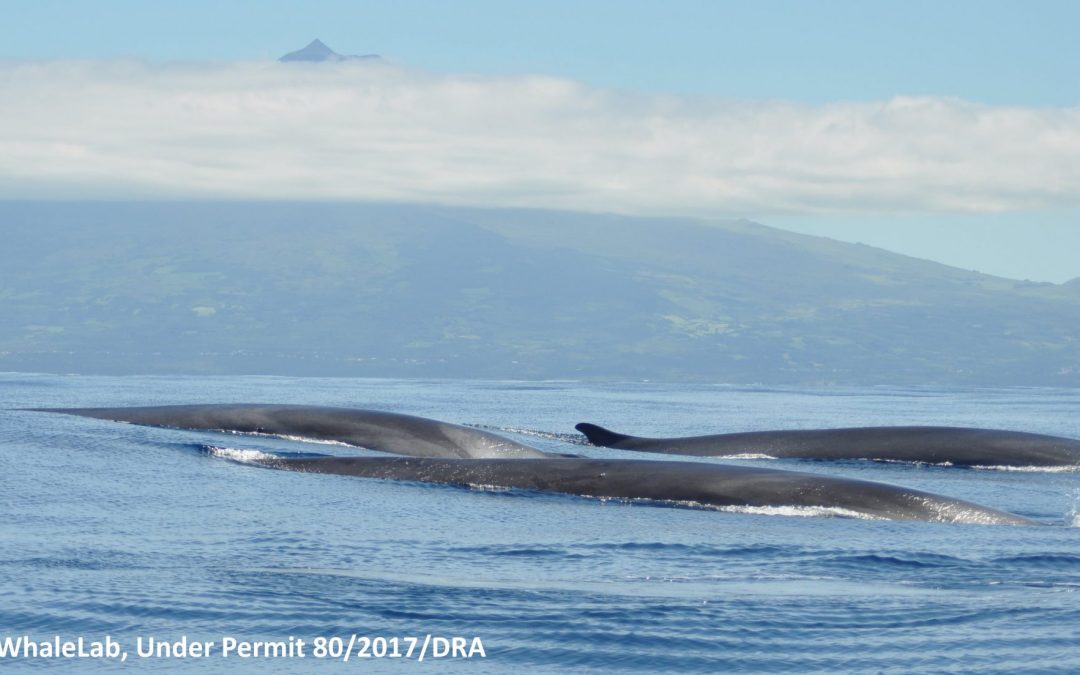 Distribution of baleen whales in the mid-North Atlantic Ocean