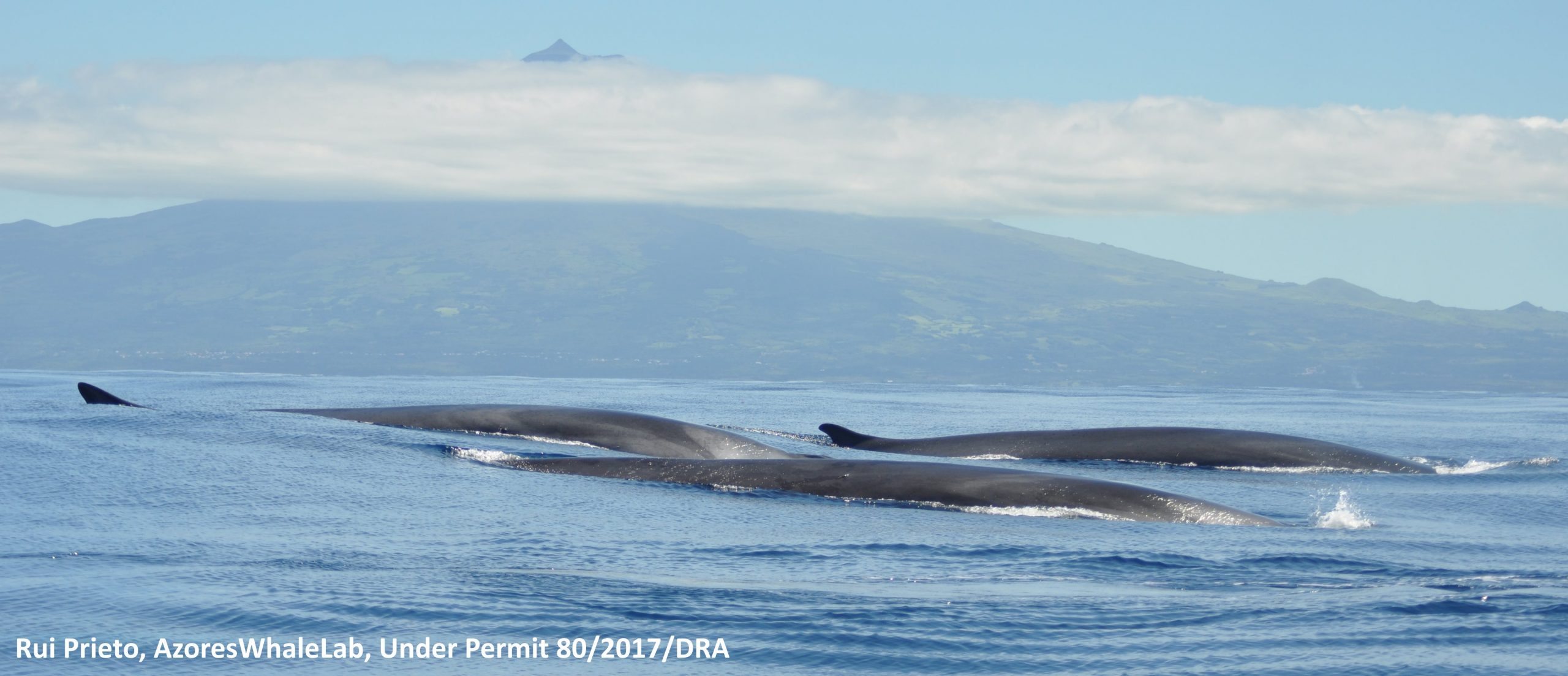 Baleen whales near the Pico Island (the mountain in the background) (Rui Prieto, AzoresWhaleLab, Under Permit 80/2017/DRA)