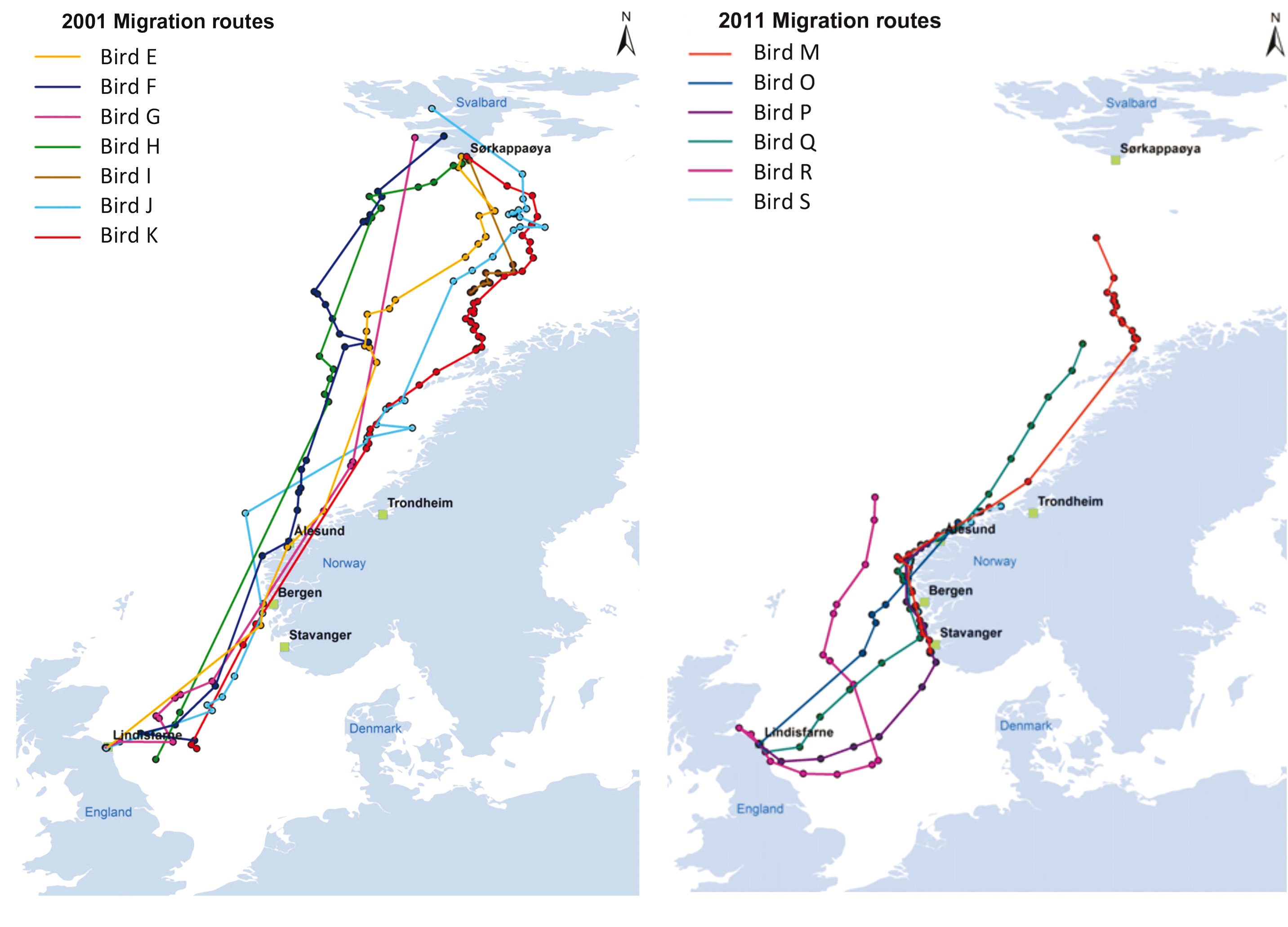 Autumn migration route of the tracked Light-bellied Brent Geese in 2001 and 2011. In 2011, the batteries were depleted at start and charged during migration, thus the missing first leg of the trip. (from [Vissing et al., 2020], credit Aarhus University)