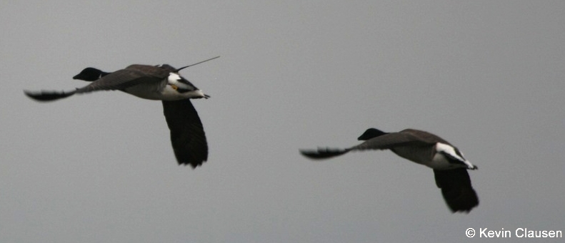 Brent geese in flight; the one on the left has an Argos PTT (credit K. Clausen)