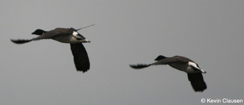 Light-bellied Brent geese migrate non-stop across the open-ocean