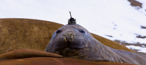 Elephant seals diving for science