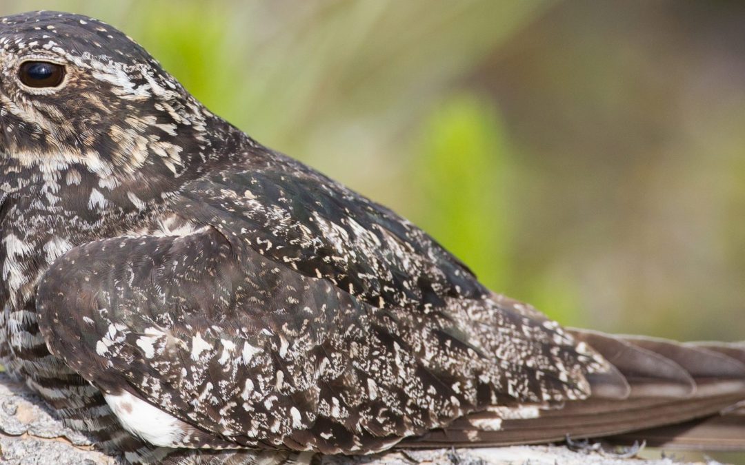 Common nighthawk populations do not stay apart during migrations