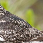 a common nighthawk on a tree branch, by day (credit Jukka Jantunen)