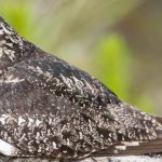 a common nighthawk