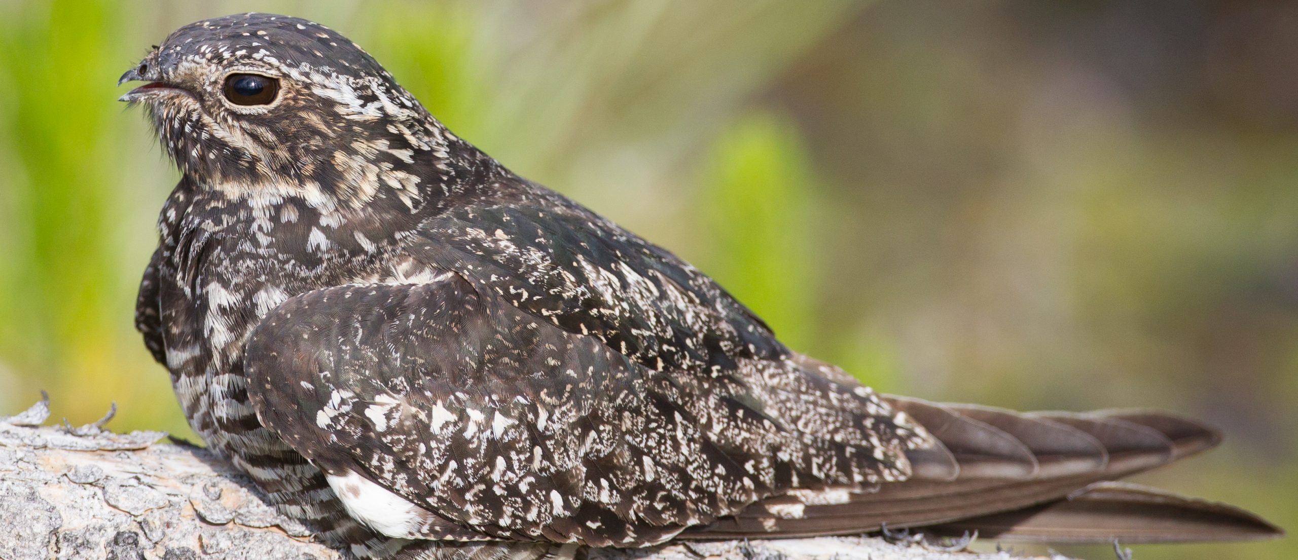 a common nighthawk on a tree branch, by day (credit Jukka Jantunen) a common nighthawk on a tree branch, by day (credit Jukka Jantunen)