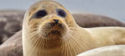 Lilia Dmitrieva, Caspian seal ecology and conservation